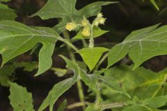 Whiteflower Leafcup, Polymnia canadensis