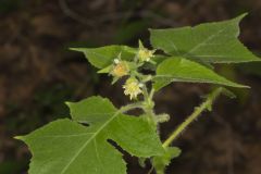 Whiteflower Leafcup, Polymnia canadensis