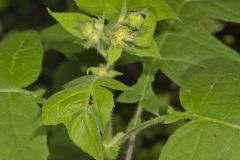 Whiteflower Leafcup, Polymnia canadensis