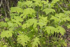 Whiteflower Leafcup, Polymnia canadensis