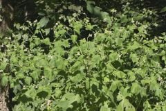 Whiteflower Leafcup, Polymnia canadensis