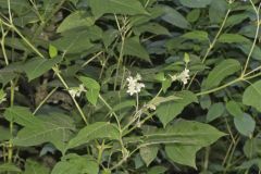 Whiteflower Leafcup, Polymnia canadensis