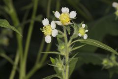 Whiteflower Leafcup, Polymnia canadensis