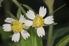 Whiteflower Leafcup, Polymnia canadensis