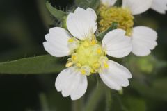 Whiteflower Leafcup, Polymnia canadensis