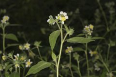 Whiteflower Leafcup, Polymnia canadensis