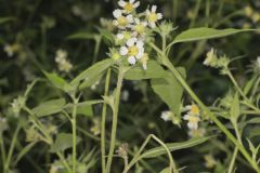 Whiteflower Leafcup, Polymnia canadensis