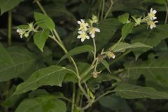 Whiteflower Leafcup, Polymnia canadensis