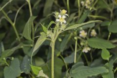 Whiteflower Leafcup, Polymnia canadensis