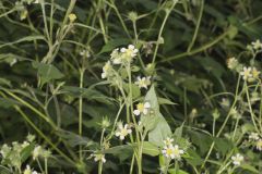 Whiteflower Leafcup, Polymnia canadensis