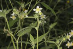 Whiteflower Leafcup, Polymnia canadensis