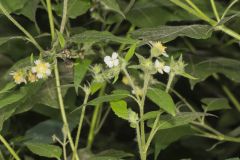 Whiteflower Leafcup, Polymnia canadensis