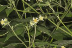 Whiteflower Leafcup, Polymnia canadensis