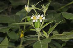 Whiteflower Leafcup, Polymnia canadensis