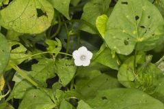 Whitestar, Ipomoea lacunosa