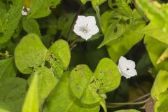 Whitestar, Ipomoea lacunosa