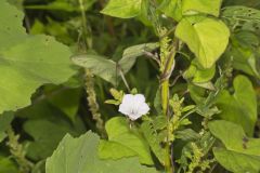 Whitestar, Ipomoea lacunosa