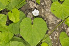 Whitestar, Ipomoea lacunosa