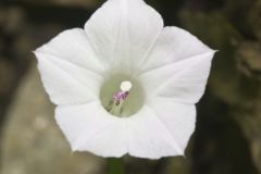 Whitestar, Ipomoea lacunosa