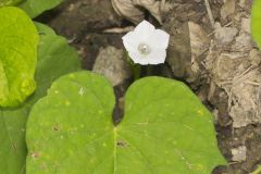 Whitestar, Ipomoea lacunosa