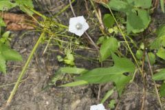 Whitestar, Ipomoea lacunosa