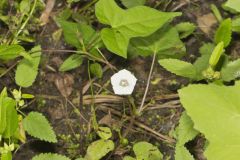 Whitestar, Ipomoea lacunosa