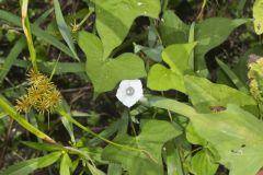 Whitestar, Ipomoea lacunosa