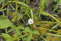 Whitestar, Ipomoea lacunosa