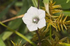 Whitestar, Ipomoea lacunosa