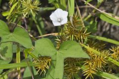 Whitestar, Ipomoea lacunosa