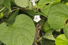 Whitestar, Ipomoea lacunosa