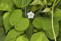 Whitestar, Ipomoea lacunosa