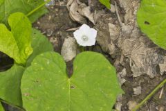 Whitestar, Ipomoea lacunosa