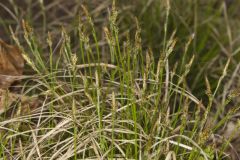 Whitetinge Sedge, Carex albicans