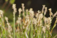 Whitetinge Sedge, Carex albicans