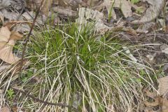 Whitetinge Sedge, Carex albicans