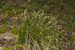 Whitetinge Sedge, Carex albicans