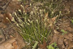 Whitetinge Sedge, Carex albicans