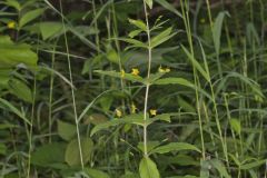 Whorled Loosestrife, Lysimachia quadrifolia