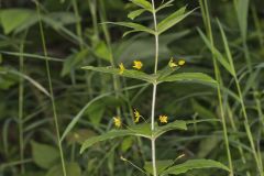 Whorled Loosestrife, Lysimachia quadrifolia