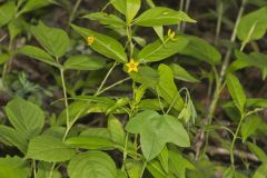 Whorled Loosestrife, Lysimachia quadrifolia