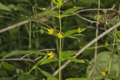 Whorled Loosestrife, Lysimachia quadrifolia