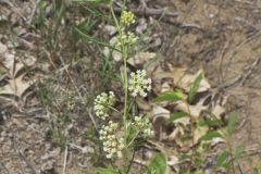 Whorled Milkweed, Asclepias verticillata