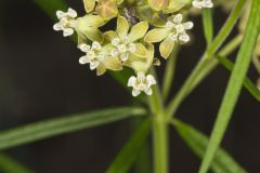 Whorled Milkweed, Asclepias verticillata