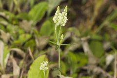 Whorled Milkwort, Polygala verticillata