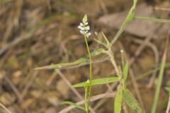 Whorled Milkwort, Polygala verticillata