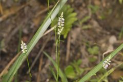 Whorled Milkwort, Polygala verticillata