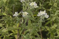 Whorled Mountainmint, Pycnanthemum verticillatum