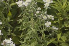 Whorled Mountainmint, Pycnanthemum verticillatum