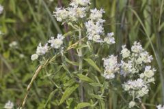 Whorled Mountainmint, Pycnanthemum verticillatum